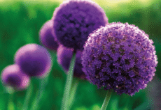 Agro Business Solutions